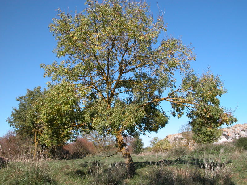 Fraxinus oxycarpa